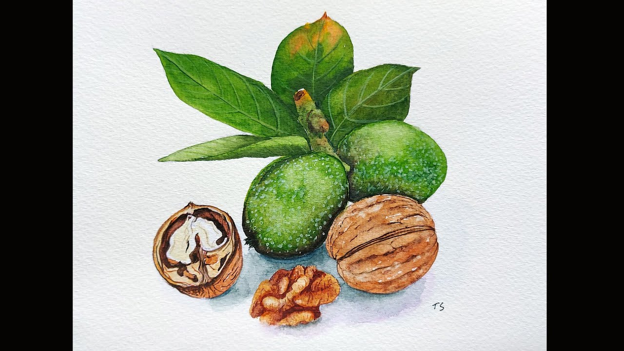 Watercolour Walnuts