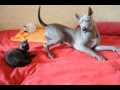 Тайский риджбек  играет с котятами Nellirel Bonni Song & British kittens from British House