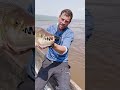 Goliath Tiger Fish, Congo River.#fishing #predatorfish