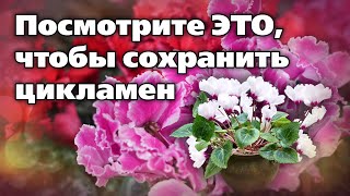 Цикламены. Рекомендации По Уходу От Опытного Цветовода