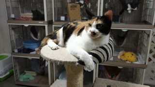 Npo法人東京キャットガーディアン 西国分寺 猫カフェ型開放型シェルター よーするに天国 W Youtube Npo法人東京キャットガーディアン 西国分寺 猫カフェ型開放型シェルター よーするに天国 W Youtube