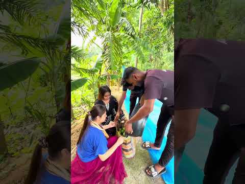 হিমসাগর আম #youtubeshort
