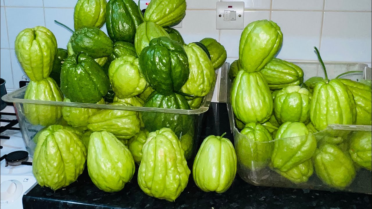 CHO CHO GROWING IN ENGLAND | Some called it chayote #how #chayote # ...