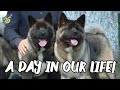 A day in the life of my two Akita puppies
