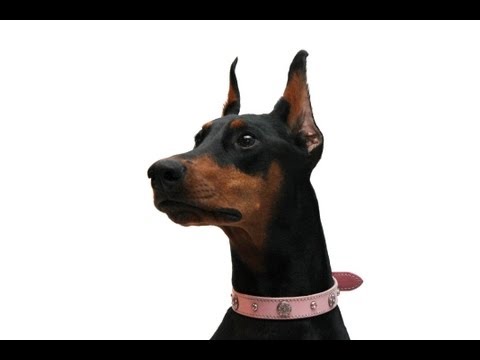 How to Post Cropped Ears (Backer rod method)
