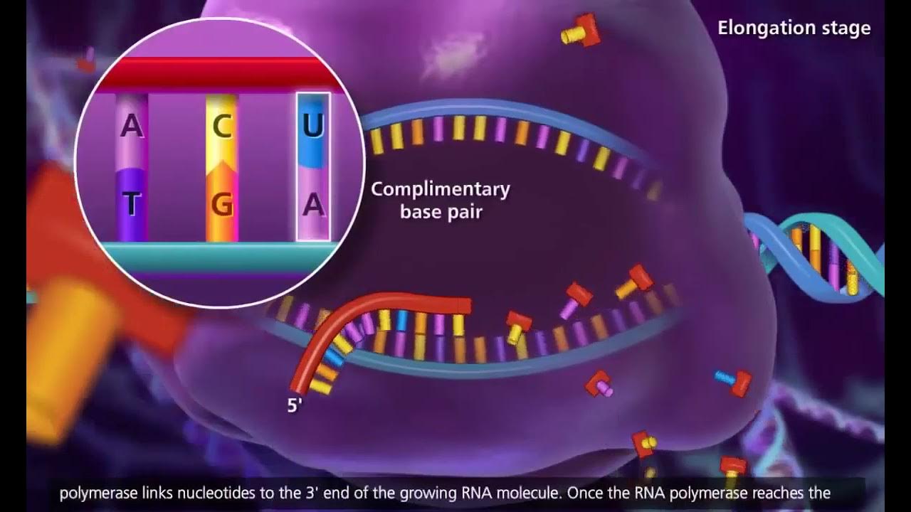 DNA transcription and translation McGraw Hill YouTube