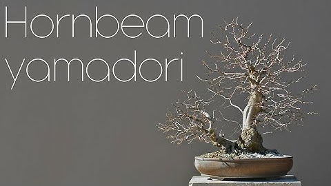 Hornbeam From Yamadori To Bonsai In 4 Years - Arkefthos Bonsai