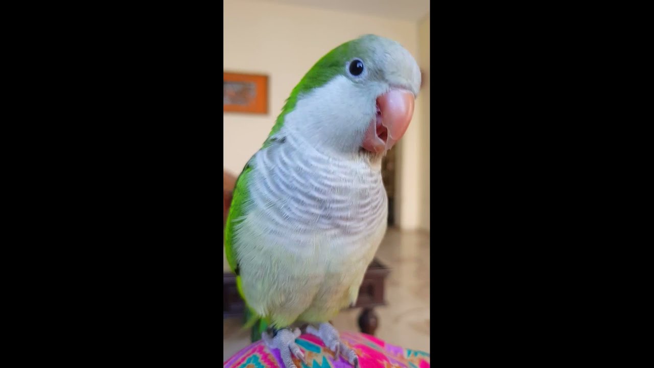 Quaker Parrot Sounds
