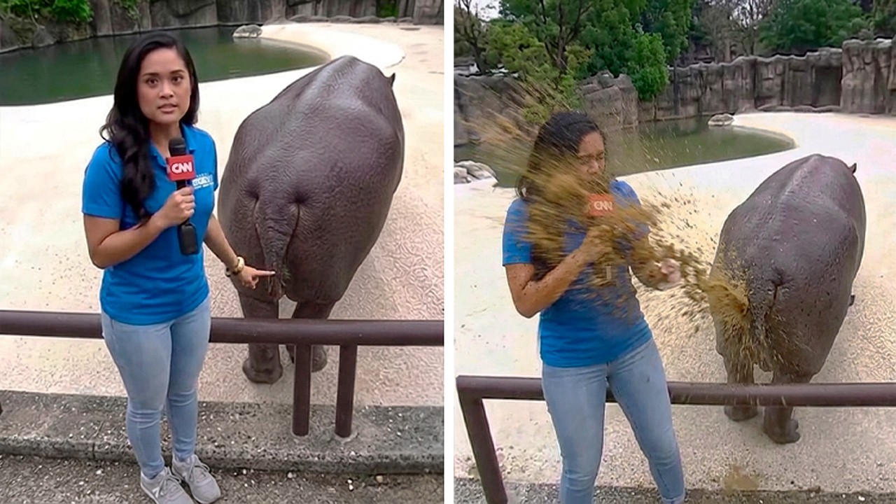 Funny Animal Moments Caught On Camera