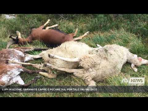 LUPI IN AZIONE, SBRANATE CAPRE E PECORE SUL PORTULE | 16/08/2022