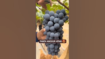 #grape #farming #nhoninhthuận #nho #anhhainho #hướngdẫntrồngnho