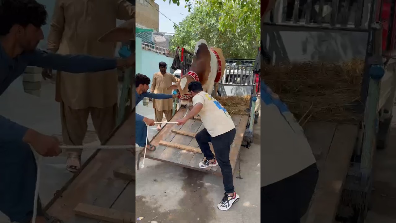 Tufail Bhai Ka Bachra From KCF Now At Home 😍 | AR Maani