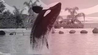 BLACK SOUL - Orca Mep - Complete