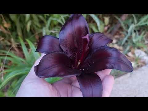 цветут мои любимые черные лилии