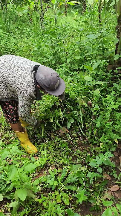 ngarit #hidupdidesa #food #cat #pigfeed #happy #sapi #cow #kucing #babi #ngarit #video #youtuber