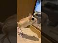 Tiny body… kangaroo-level jumps. #jerboa #animalfacts #wildlife