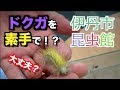 【危険！？】リンゴドクガを素手で触ってみたら...[伊丹市昆虫館編part.02]