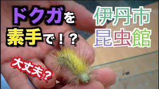 【危険！？】リンゴドクガを素手で触ってみたら...[伊丹市昆虫館編part.02]