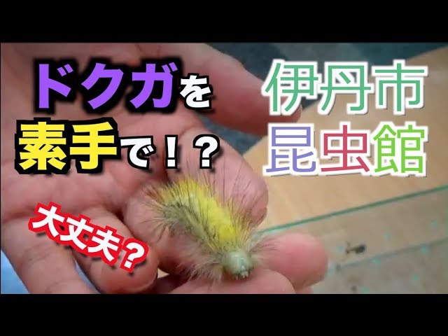 危険 リンゴドクガを素手で触ってみたら 伊丹市昆虫館編part 02 Youtube