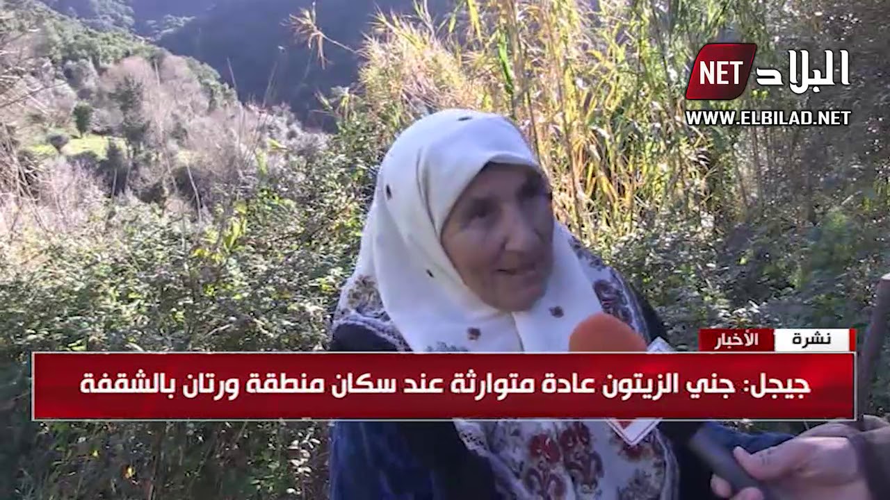 جيجل : جني الزيتون عادة متوارثة عند سكان منطقة ورتان بالشقفة