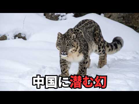 中国の野生動物｜トラとユキヒョウとパンダが生きる国のサムネイル