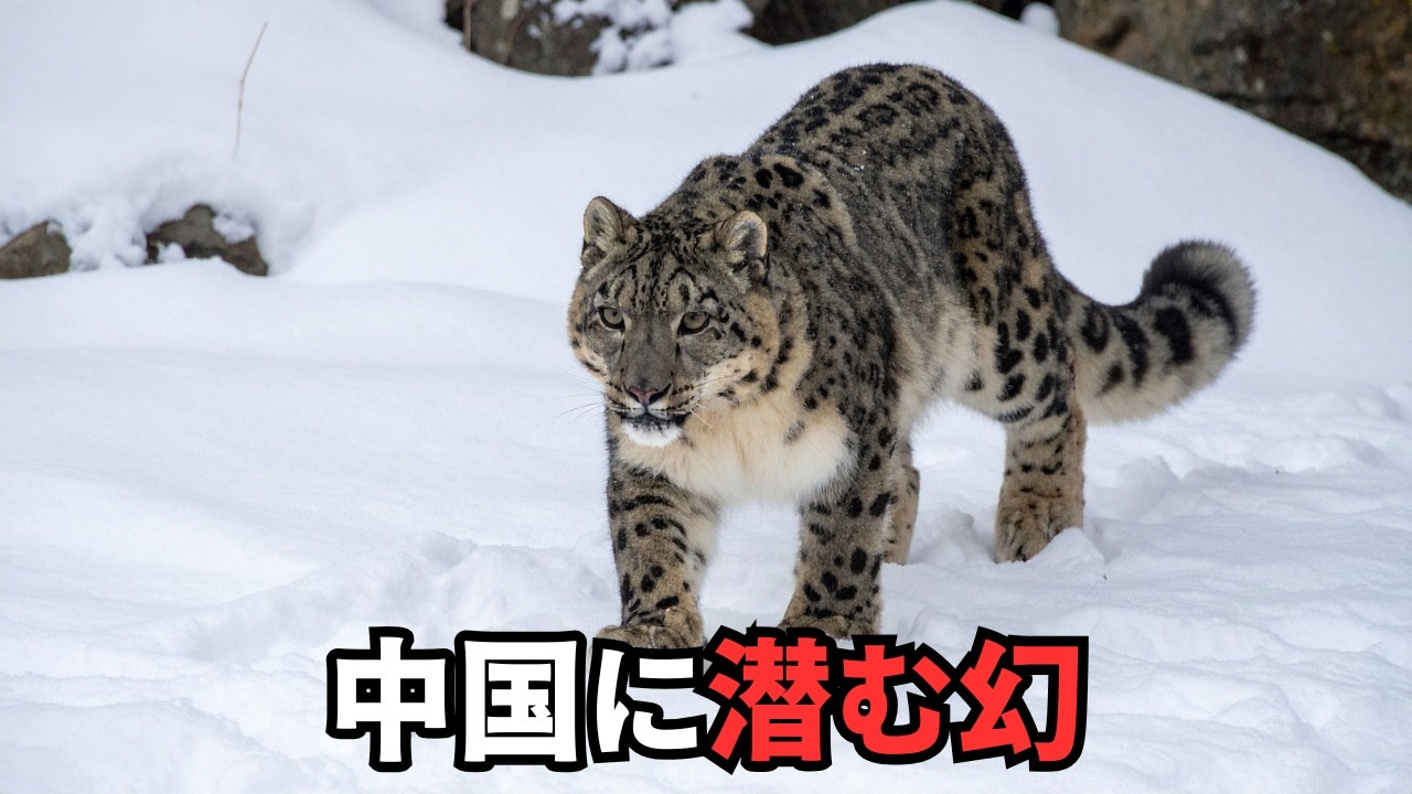 中國珍貴野生動物　中国珍貴野生動物　WILDLIFE OF CHINA　中国語？ YouTube