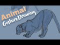 Drawing animal gestures and anatomy