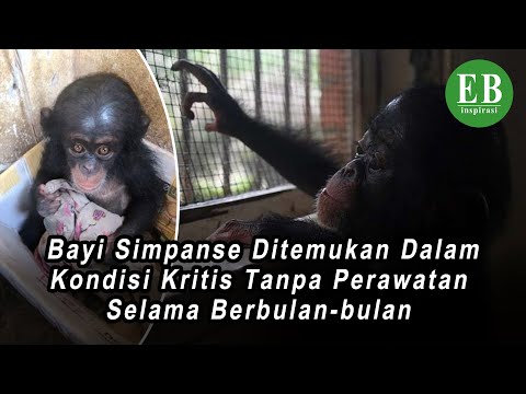 Video: Bagaimana Simpanse Cacat Hidup? - Pandangan Alternatif