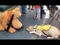 Service Dog Meets Disney’s Pluto And Has The Best Reaction Ever Service Dog Meets Disney’s Pluto And Has The Best Reaction Ever