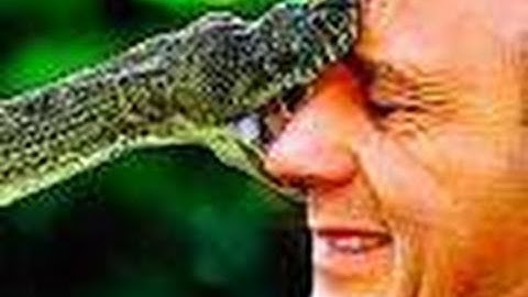 Snake Bytes TV - Huge Snake Close Call : SnakeBytesTV