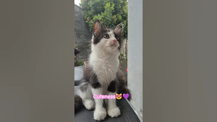 Video 11414041: cat mainecoon cute funny, cat funny meow cute, cutest cats, cute cat dance, kucing