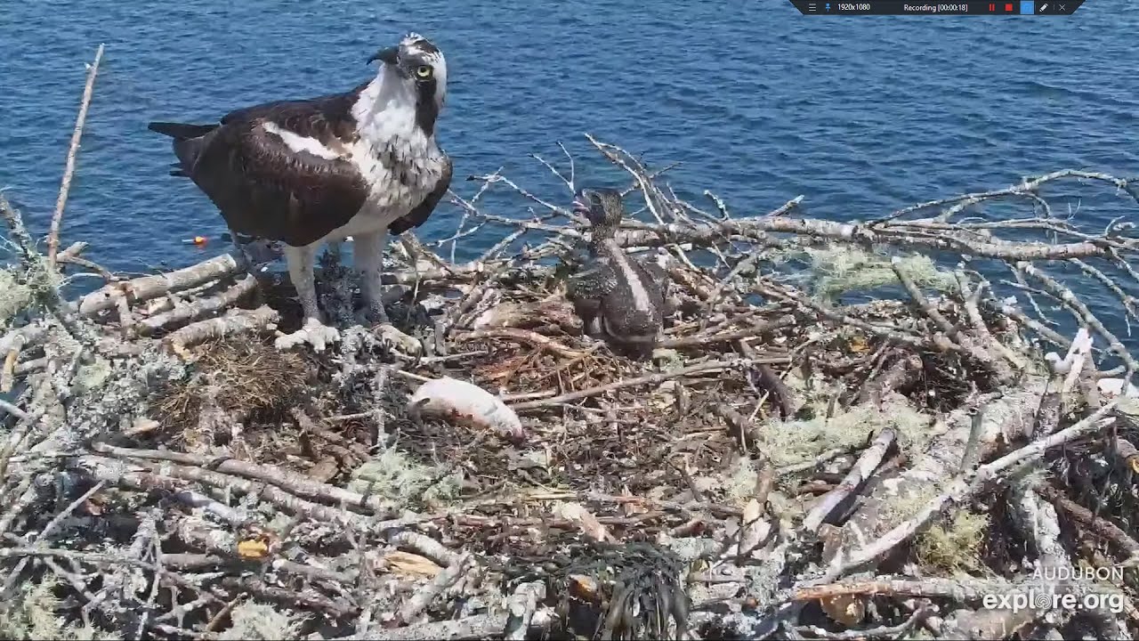 Do Fish fly? Are they falling from the Skies? Audubon Boathouse Nest