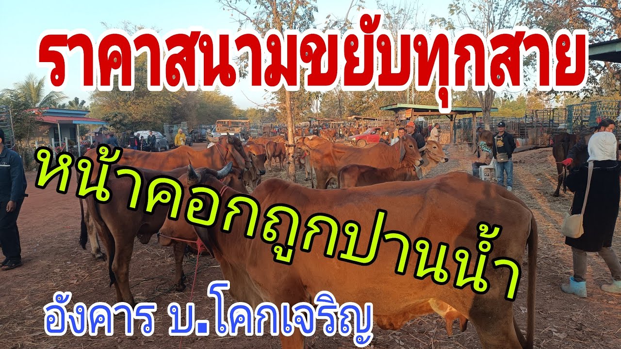 ราคาสนามขยับขึ้นชัดเจนทุกสาย ราคาวัวควาย อังคาร 27 ม.ค.69 สนามบ้านโคกเจริญ