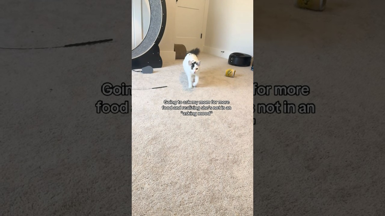 Sassy King Cow 🖤🩶 