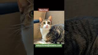 Manchas #adaana #gatos #adoptanocompres #cat #gato