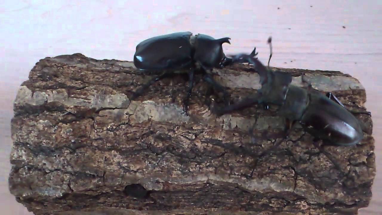 虫相撲カブトムシvsミヤマクワガタ Youtube