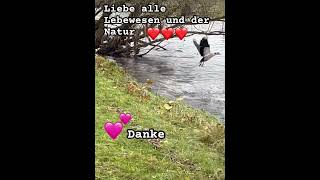 Lasst uns jedes Lebewesen auf unserer Erde lieben ? ? tierliebe vögel foryou