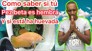 ¿Qué es una hembra beta?