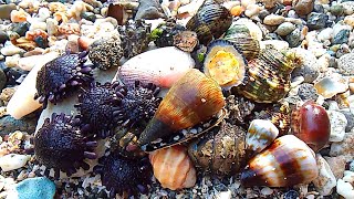 Akhirnya Kita Sampai Di Pantai Yang Tersembunyi,Dan Banyak Kerang Laut Yang Kita Dapet