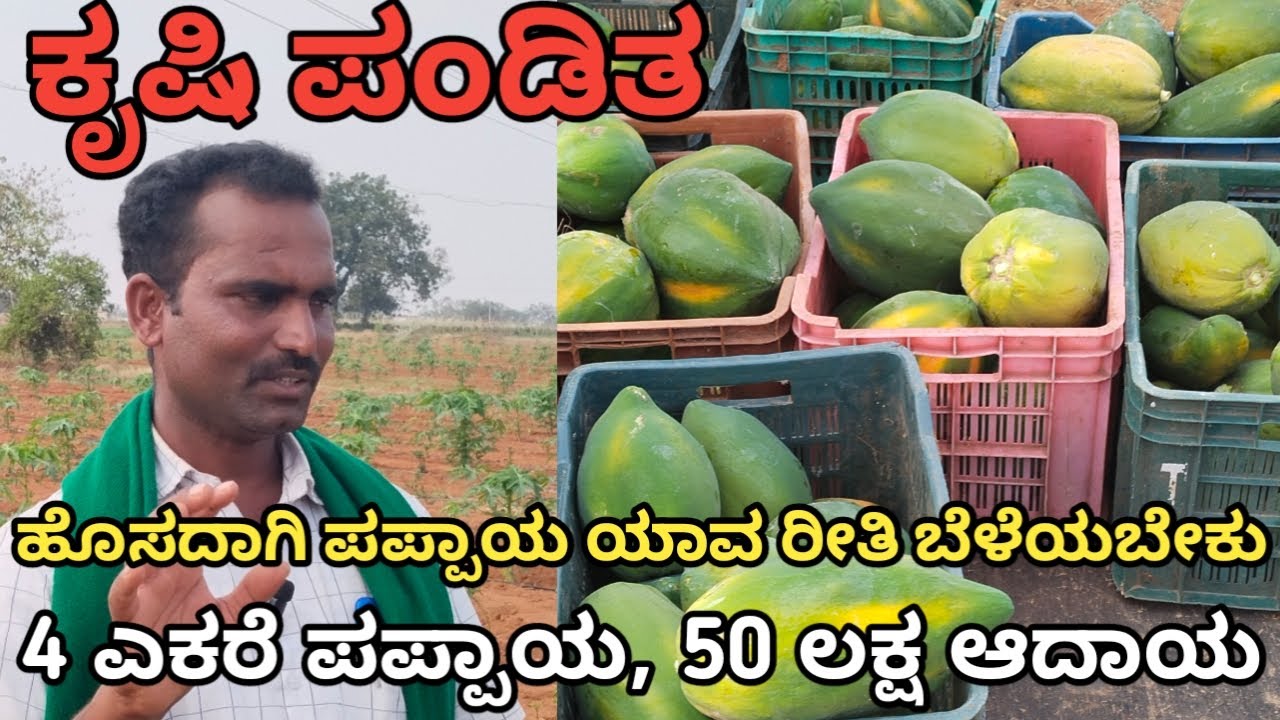 ಪಪ್ಪಾಯ ಬೆಳೆಯ‌ ಸಂಪೂರ್ಣ ಮಾಹಿತಿ | ಹೊಸದಾಗಿ ಪಪ್ಪಾಯ ಬೆಳೆಯವರು ಈ ಮಾಹಿತಿ ತಪ್ಪದೇ ಅನುಸರಿಸಿ