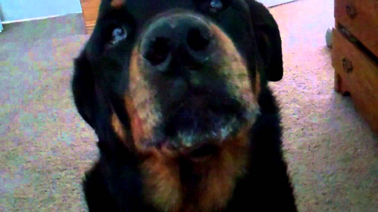 Rottweiler And Shih Tzu Play Fight YouTube