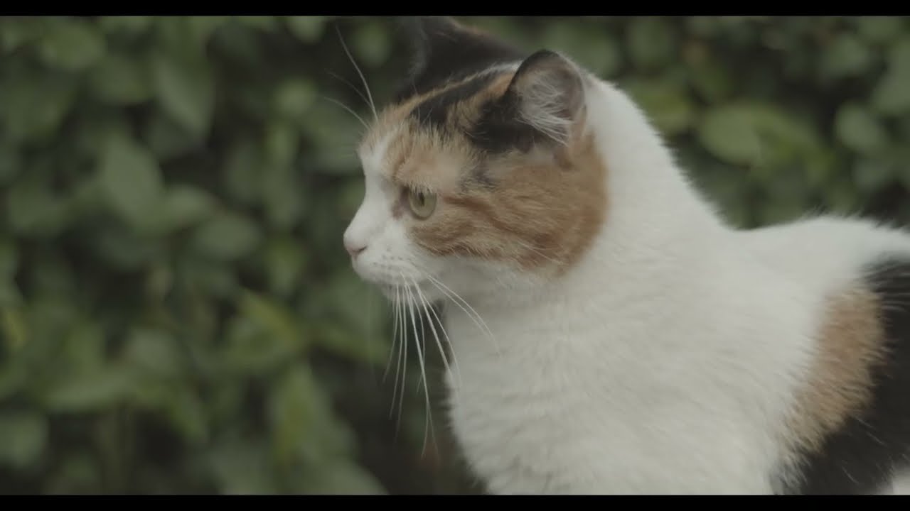 The best looking test footage ever on my bmpcc4k and sigma 18-35 lens