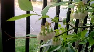 What blueberry flowers look like