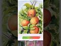 Complementary colors for shadows #watercolorpainting #watercolortutorial #watercolor