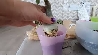 видео: Пересадка взрослых адениумов. картинка: Пересадка взрослых адениумов.