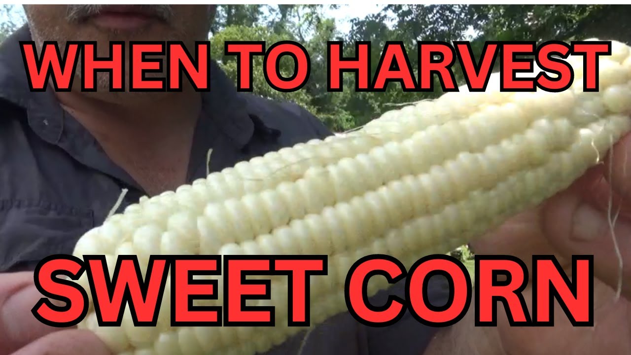 How Do You Know When Your Corn Is Ready To Harvest? YouTube