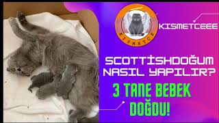 Kızımız Doğum Yapıyor Scottish Fold Cins Kedi Doğumu Nasıl Yapılır ? Part 1