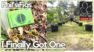 Irrigating My Garden and Backyard Fig Orchard