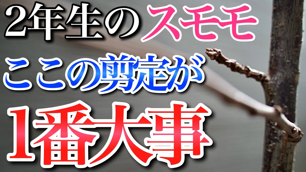 【スモモ】2年生苗の剪定が1番大事なので絶対にやってください