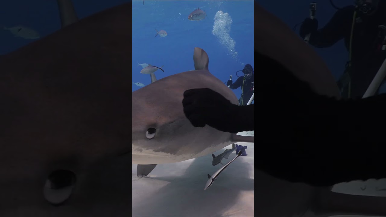 Curious tiger shark gets gently redirected by shark handler at Tiger Beach, Bahamas 